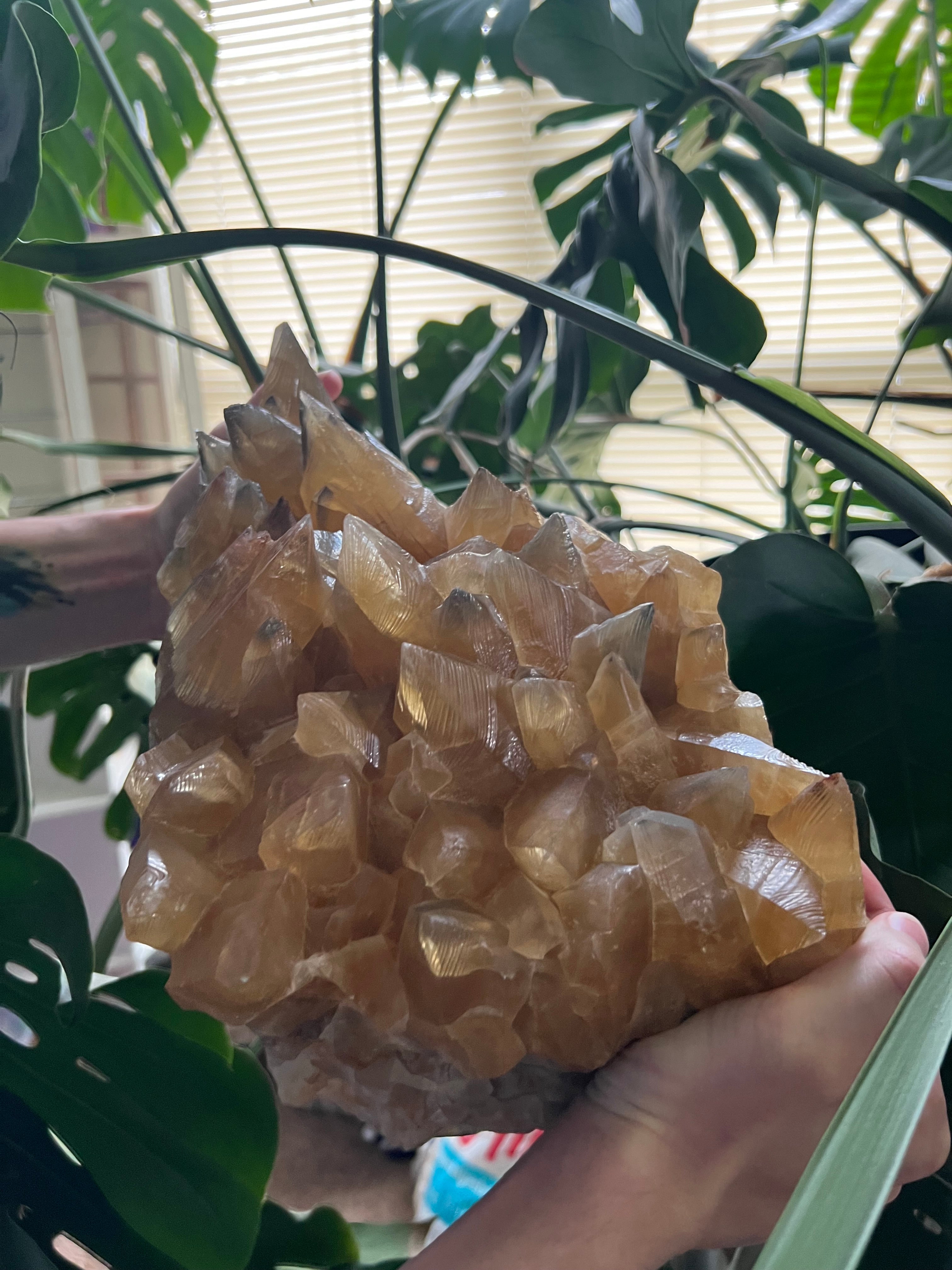 Dog Tooth Honey Calcite Cluster (31lbs)