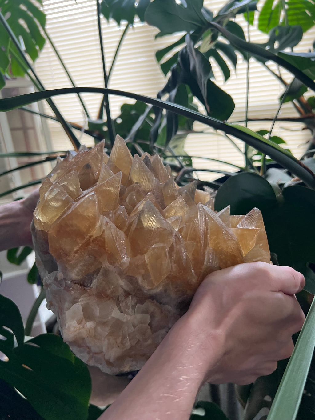 Dog Tooth Honey Calcite Cluster (31lbs)