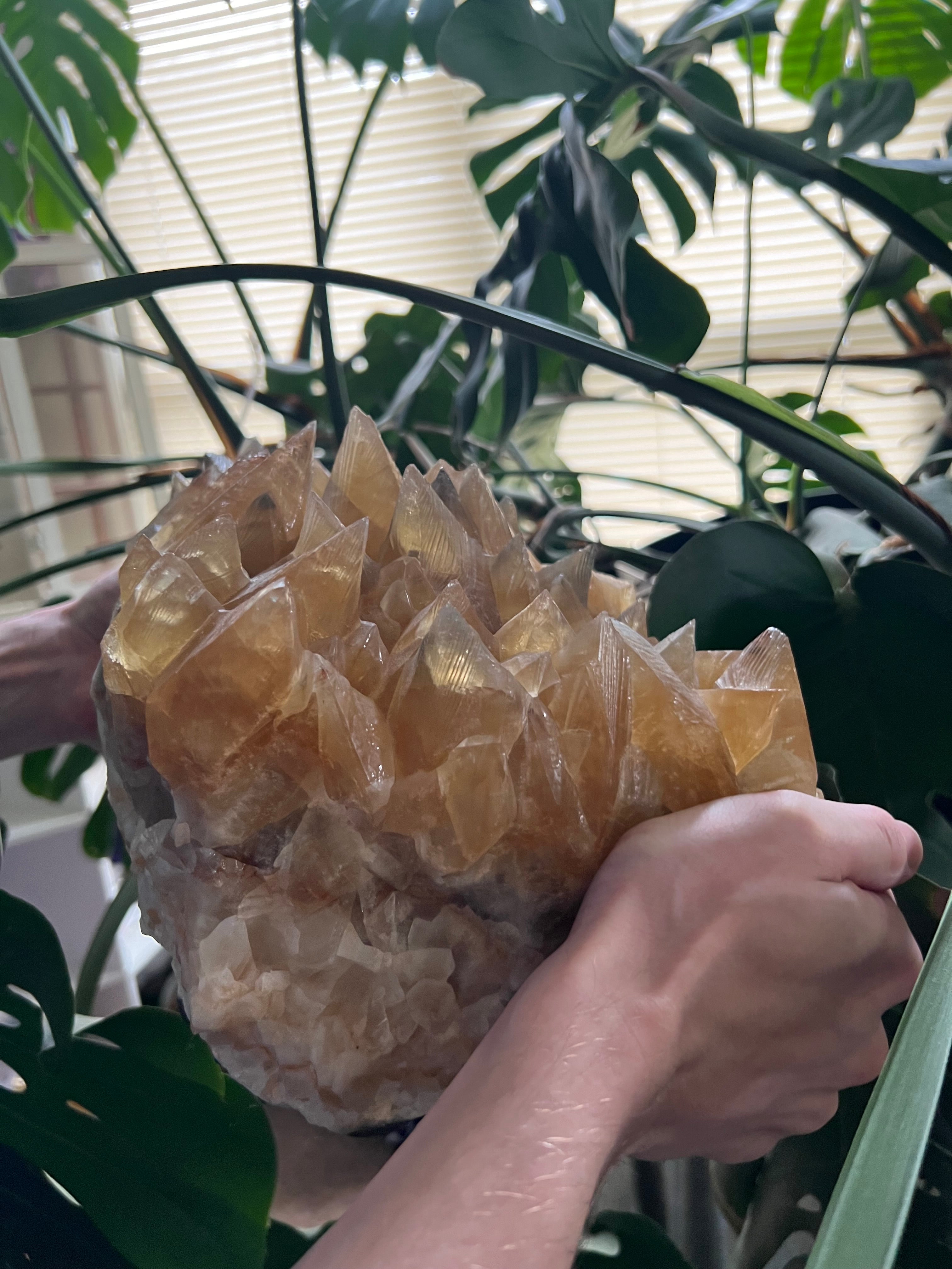 Dog Tooth Honey Calcite Cluster (31lbs)